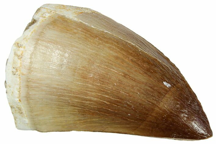 Fossil Mosasaur (Prognathodon) Tooth - Morocco #249631